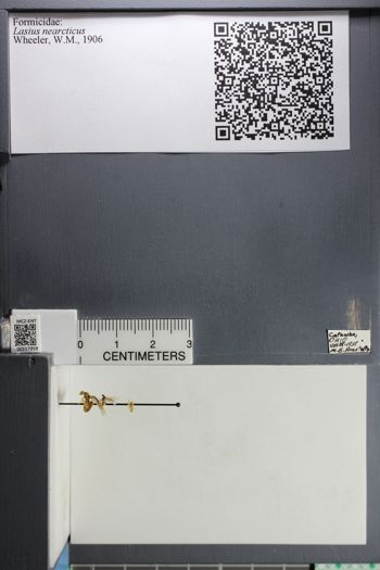 Media type: image;   Entomology 557959